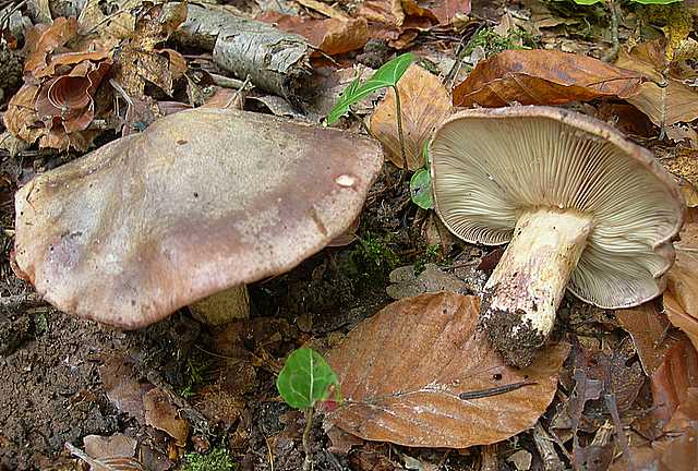 La  Foresta  di  Soltzmatt  (FRA)